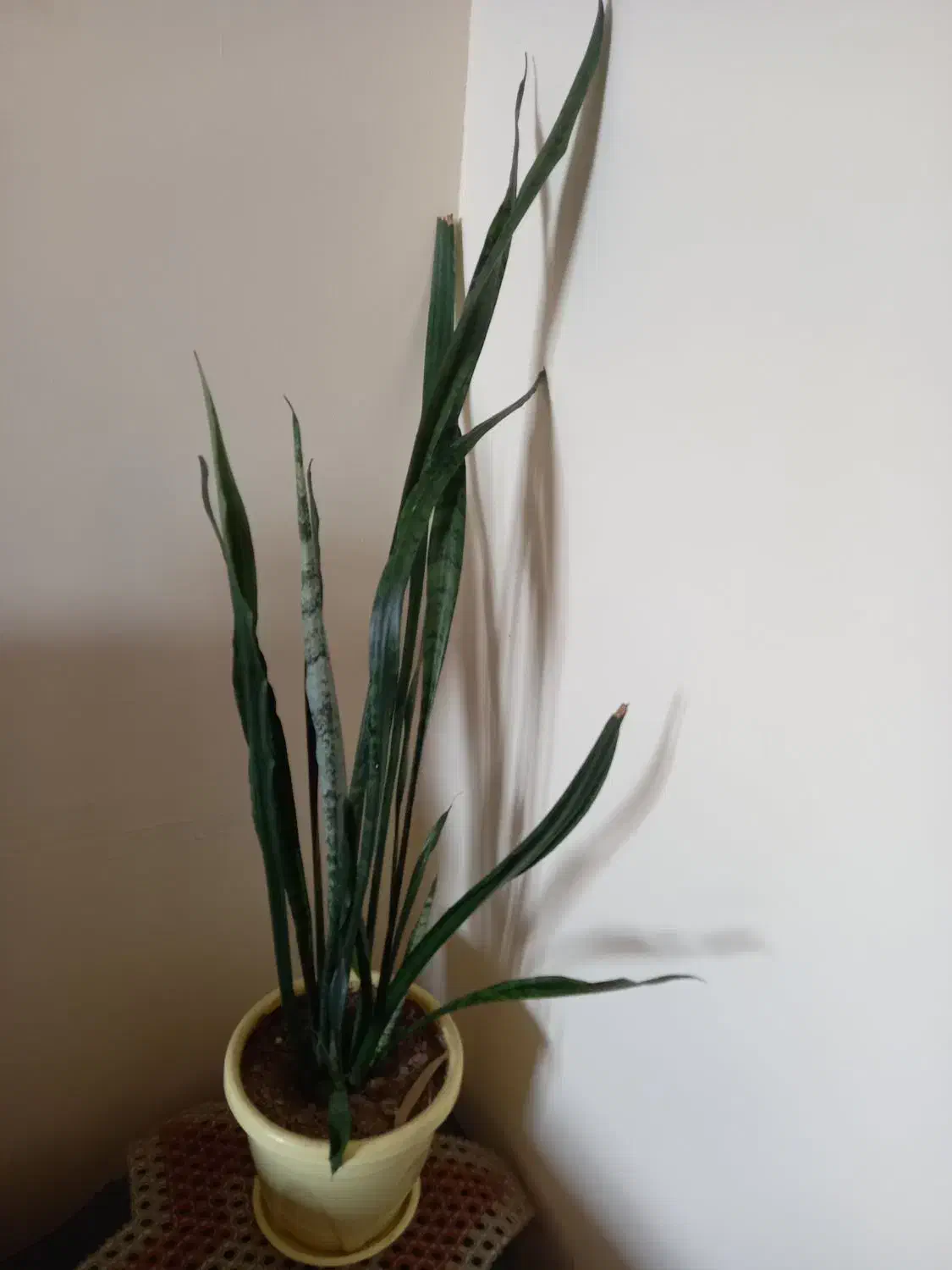 گل شمشری|گل و گیاه طبیعی|سنندج, |دیوار