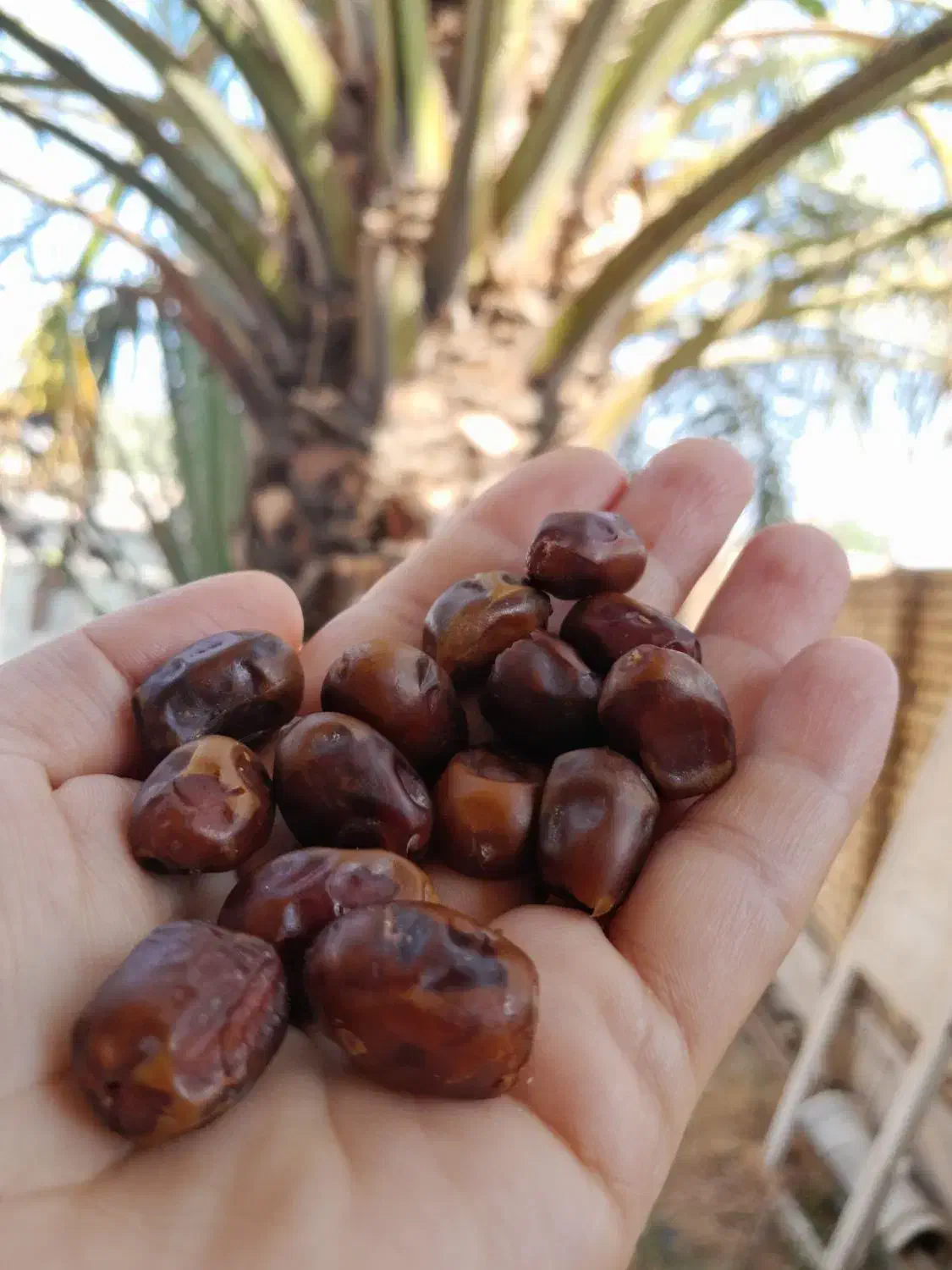 نقلی خشک آجیلی|حراج|شادگان, |دیوار