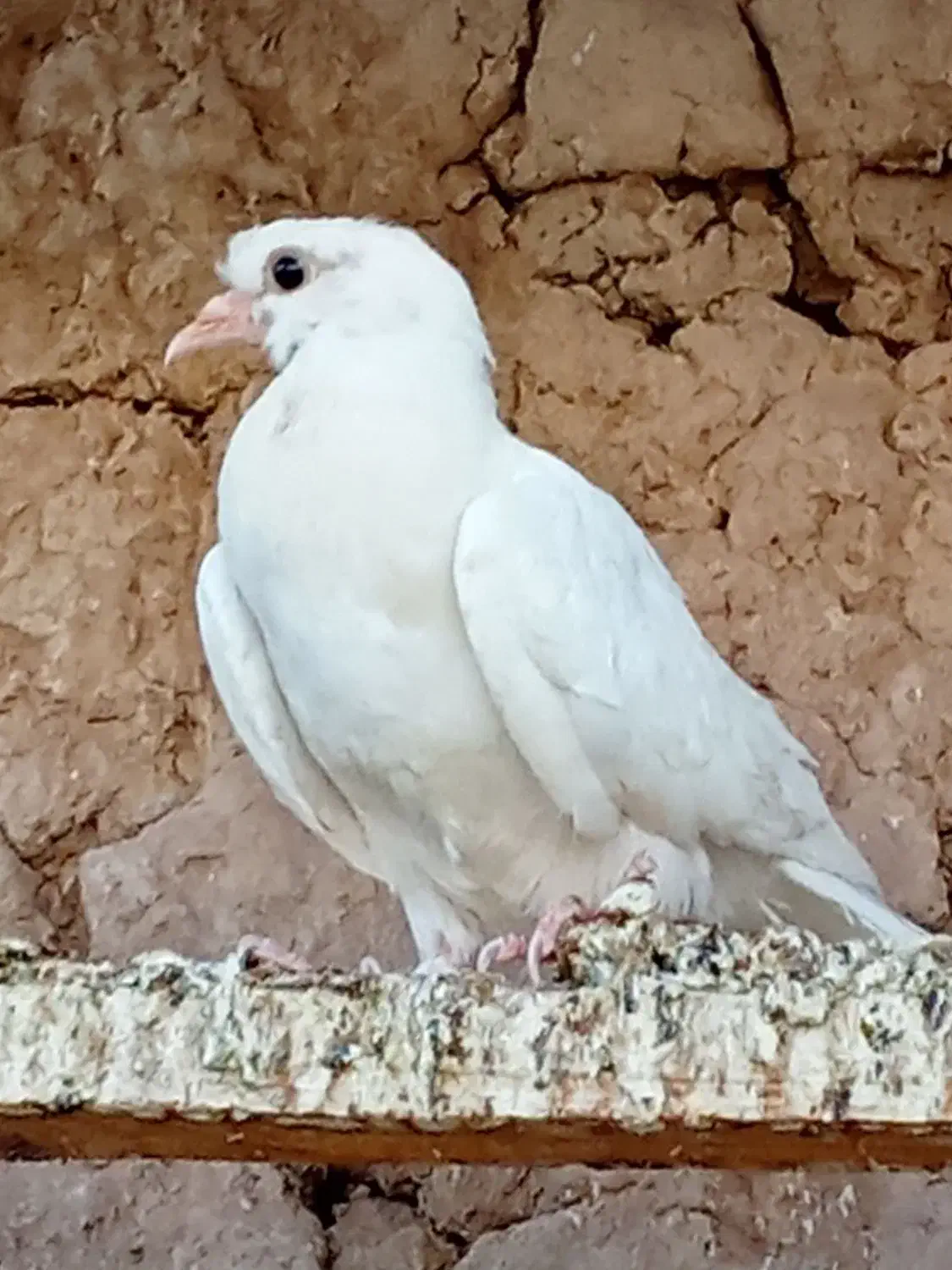 جوجه کفتر|پرنده|اردکان, |دیوار