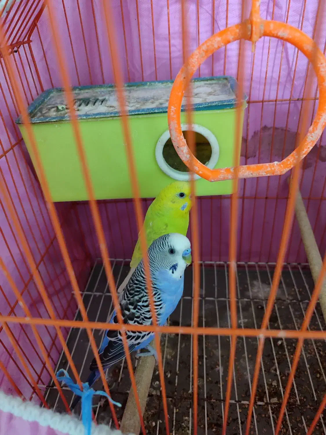 مرغ عشق|پرنده|خرمشهر, |دیوار