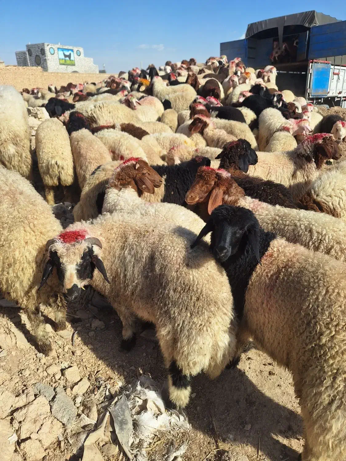 گوسفند بزغاله شیشک بره قوچ غیره فروشی|حیوانات مزرعه|شاهین‌شهر, شهرک هشت بهشت|دیوار