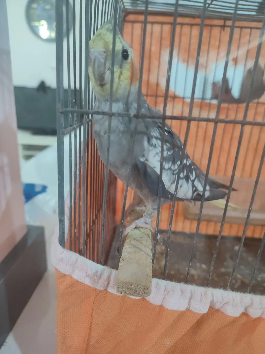 عروس هلندی صحبت میکنه|پرنده|سبزوار, باهنر|دیوار