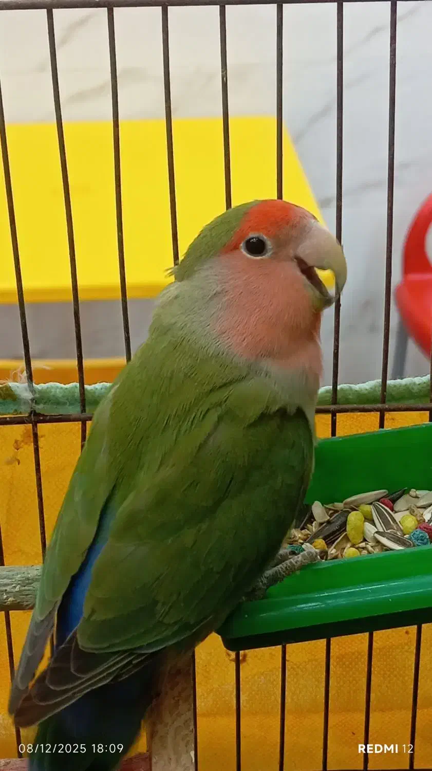 طوطی برزیلی نر|پرنده|اشتهارد, |دیوار