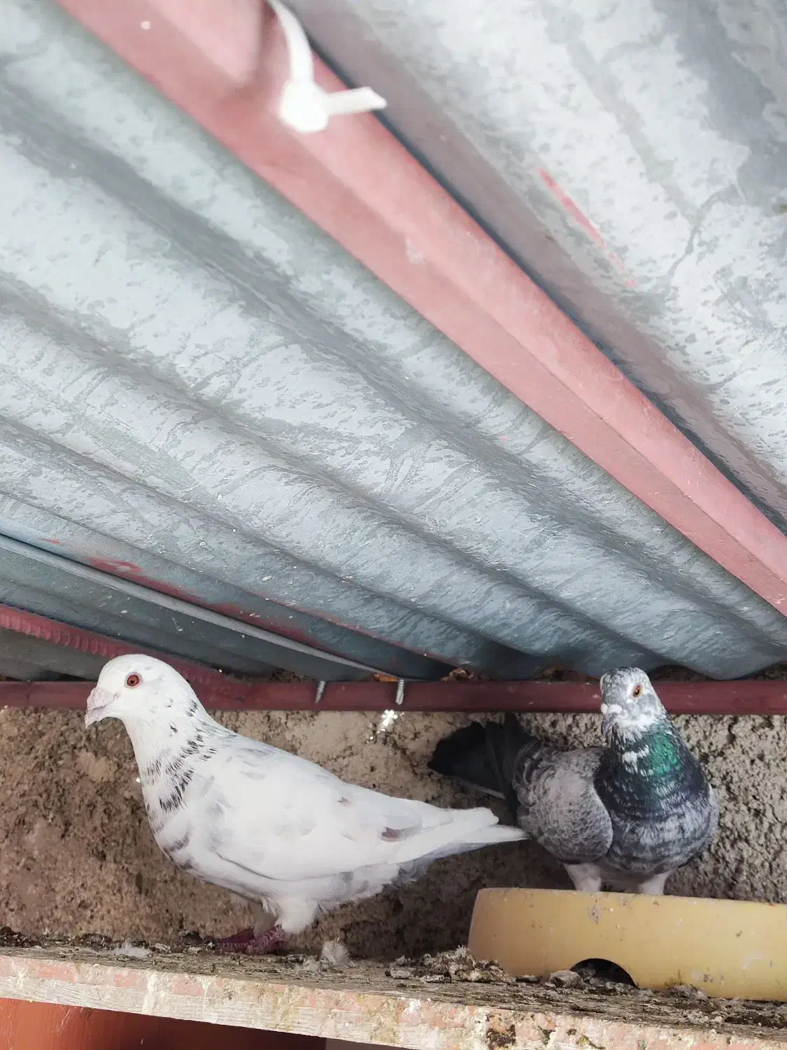 جفت سرور|پرنده|یاسوج, |دیوار