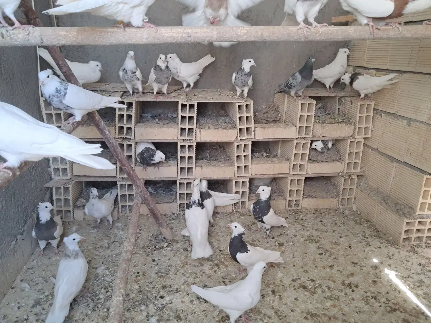 فروش تعدادی طوقی پالخت|پرنده|رودشت (اصفهان), |دیوار