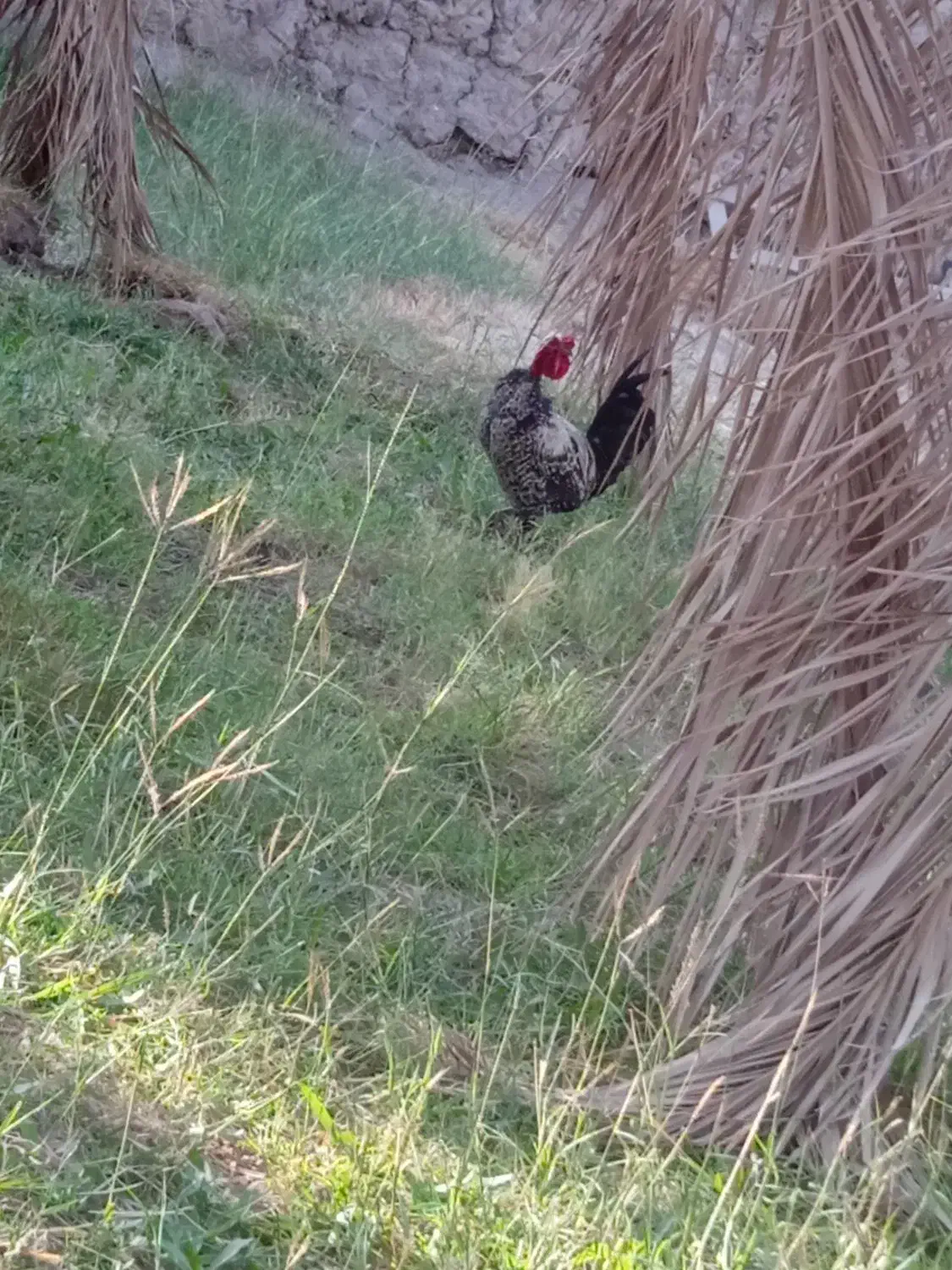 مرغ خروس معاوضه بوقلمون|پرنده|بم, |دیوار