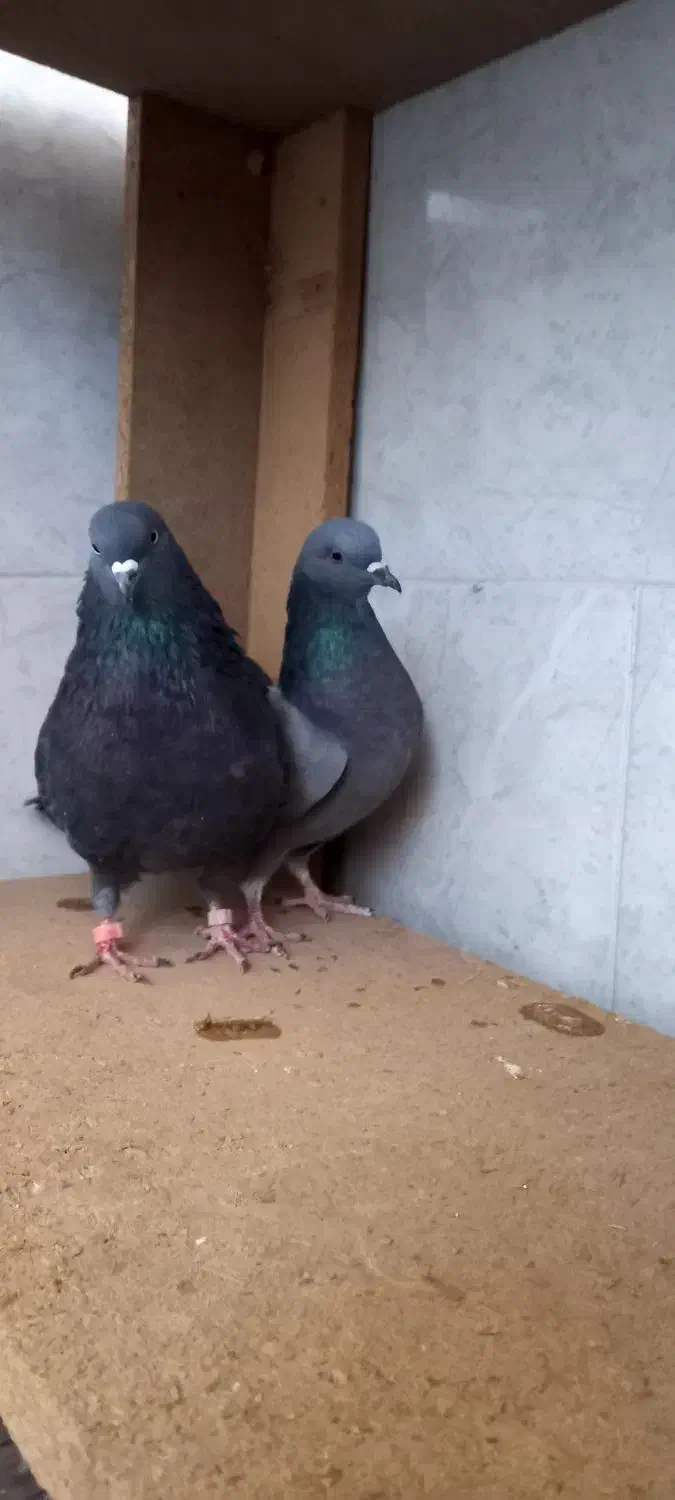 کبوتر|پرنده|برخوار, |دیوار