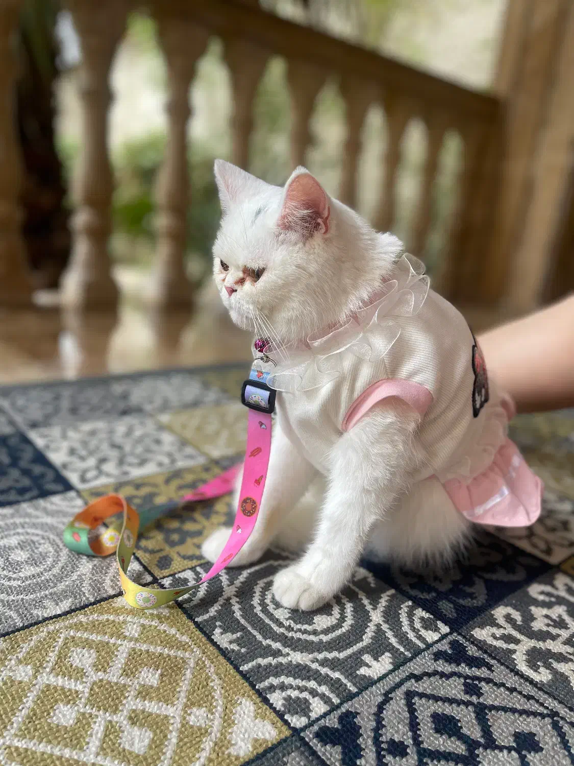 گربه پرشین یکساله|گربه|چمستان, |دیوار