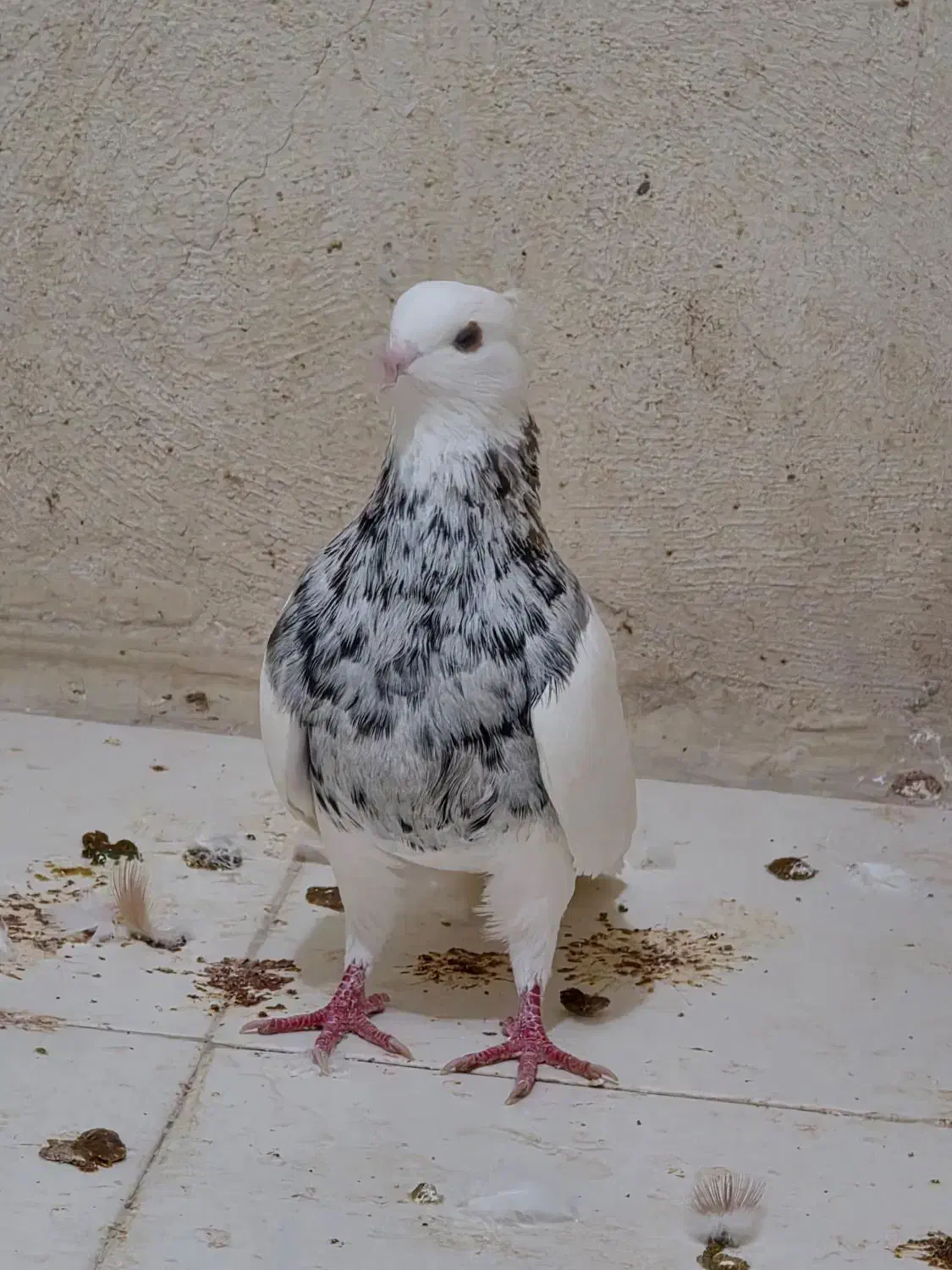 طوق هفت رنگ|پرنده|جم, |دیوار