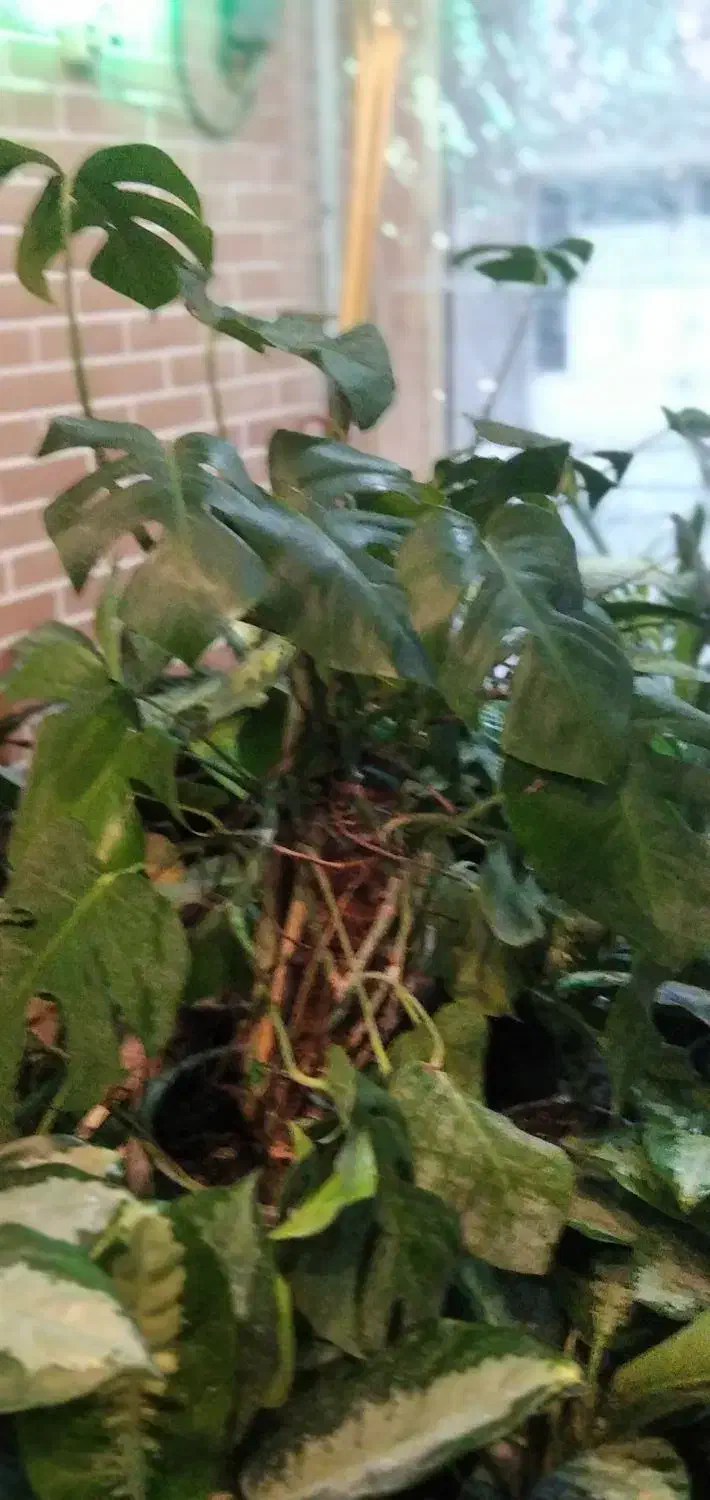 انواع گل‌های آپارتمانی وزینتی|گل و گیاه طبیعی|مشهد, هنرور|دیوار