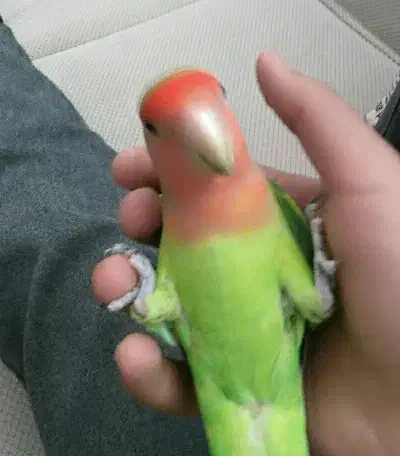 کوتوله برزیلی دستی|پرنده|قم, پردیسان|دیوار