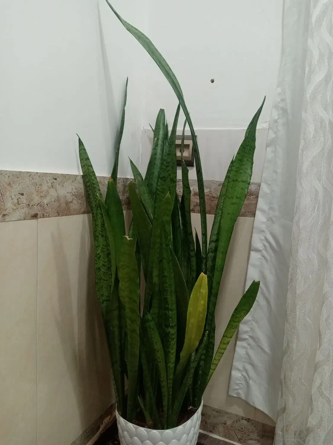 گل وگلدان|گل و گیاه طبیعی|بانه, |دیوار