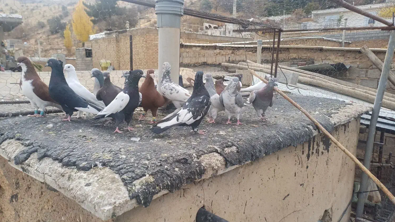 کبوتر هوایی|پرنده|شیراز, حومه شیراز|دیوار