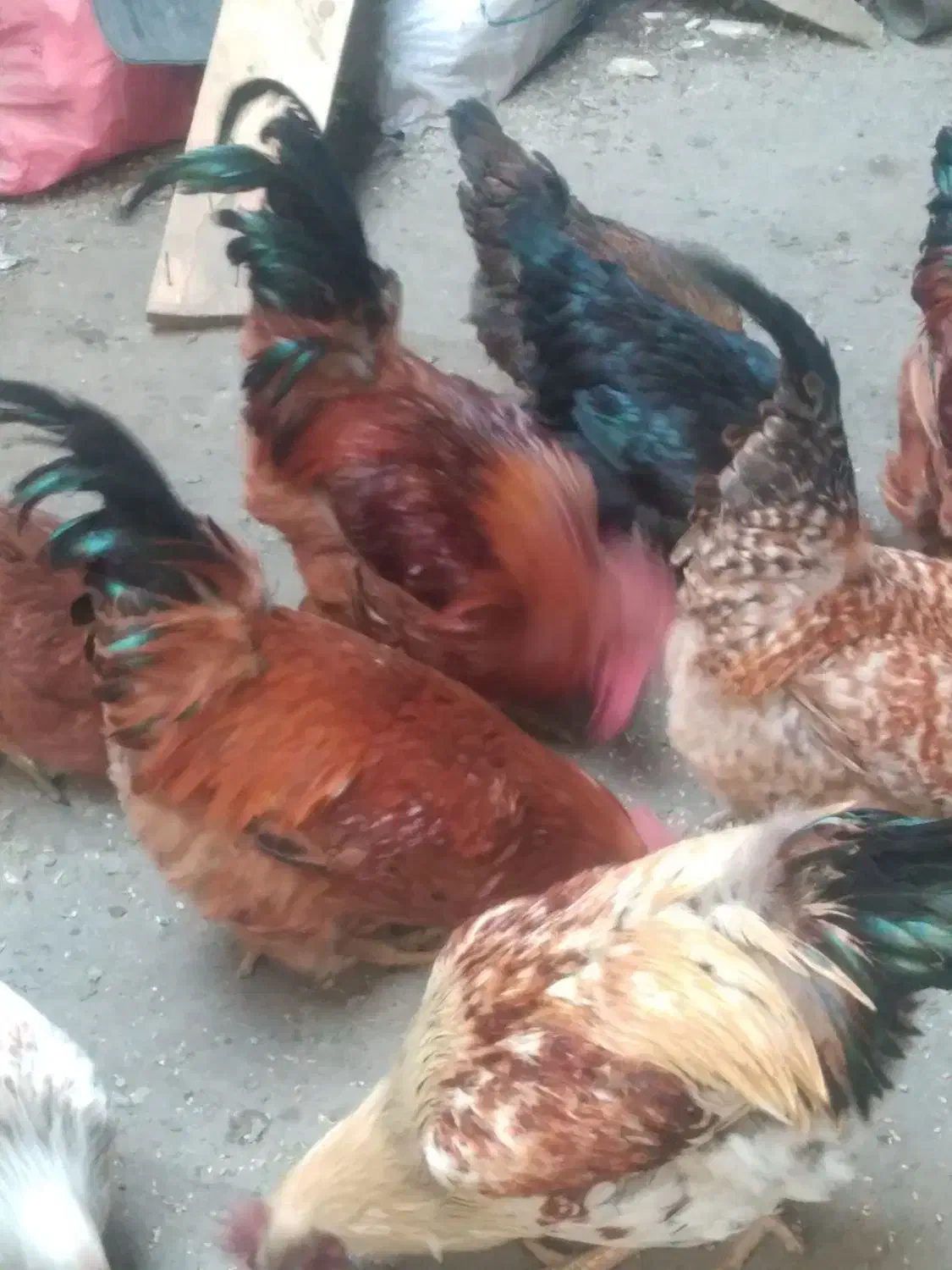 مرغ و خروس|حیوانات مزرعه|بروجرد, |دیوار