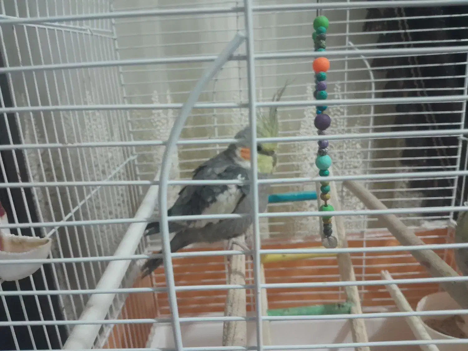 عروس هلندی|پرنده|دورود, |دیوار