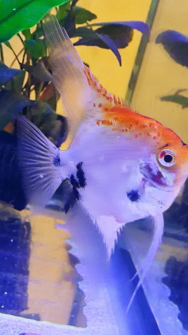 ماهی آنجل معاوضه با ماهی|ماهی|سلماس, |دیوار