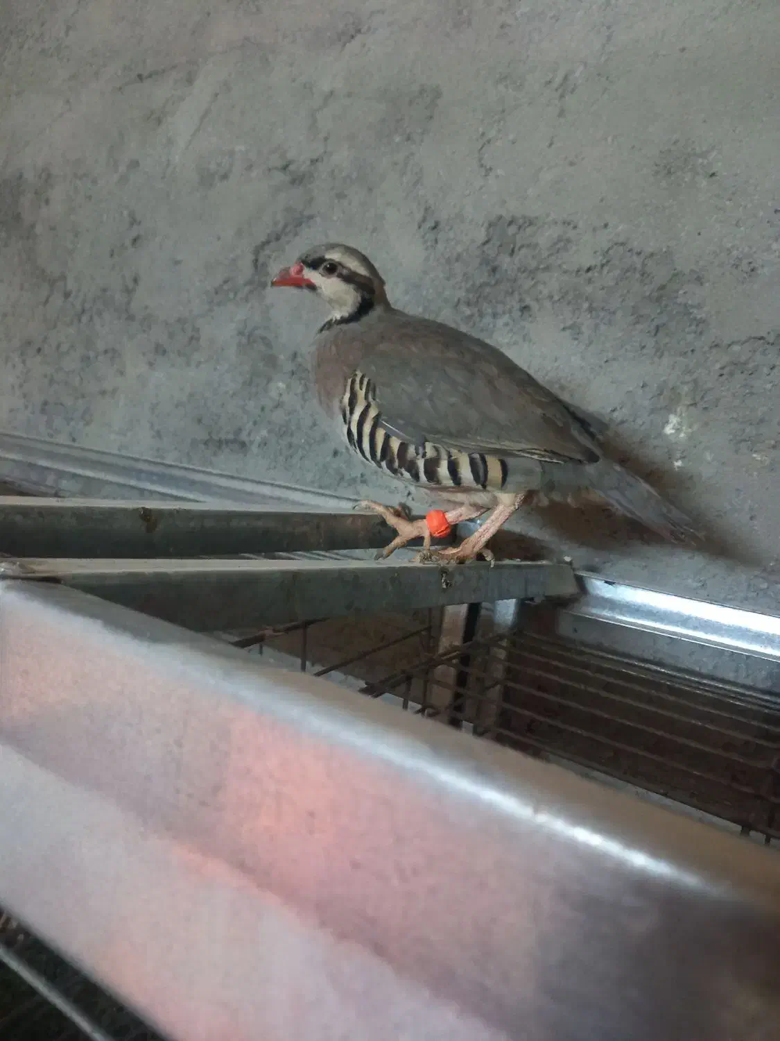 بلدرچین کوهی دانه ۷۰تومن وفروش تخم نطفه دار|حیوانات مزرعه|مشهد, جانباز|دیوار