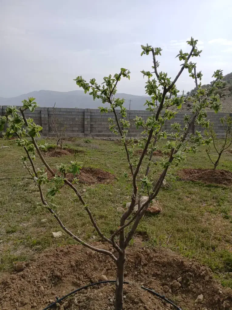 باغچه دشت ارژن|فروش زمین و ملک کلنگی|برازجان, |دیوار