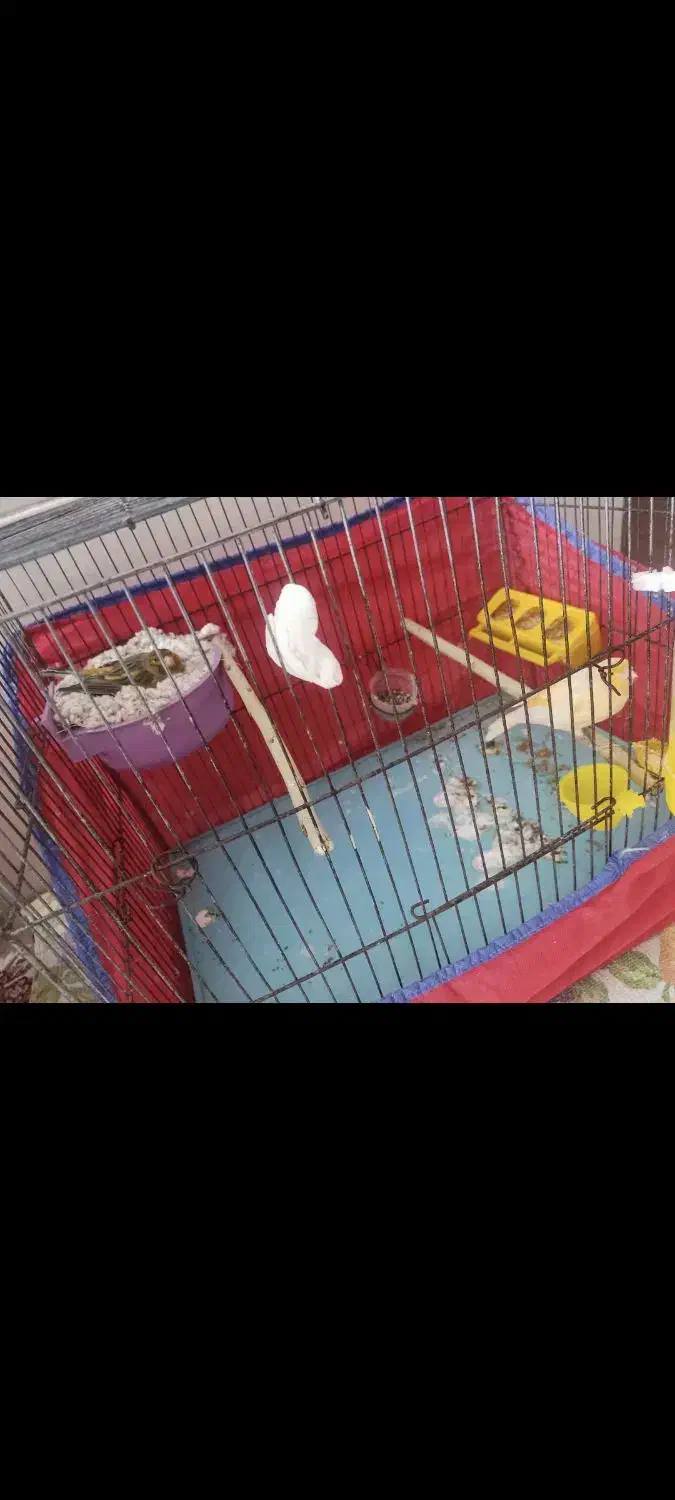 قناری جفت|پرنده|تاکستان, |دیوار