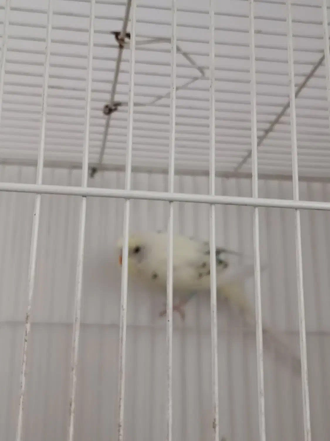 مرغ عشق نر|پرنده|مشهد, نیزه|دیوار