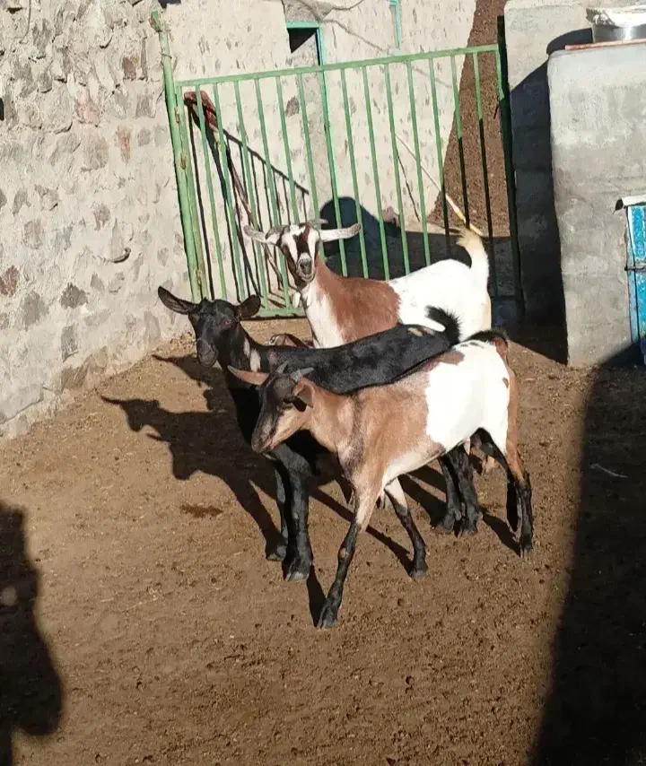 بز غاله|حیوانات مزرعه|اهر, |دیوار