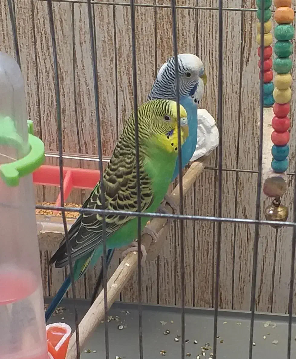 مرغ عشق|پرنده|قرچک, باقرآباد|دیوار