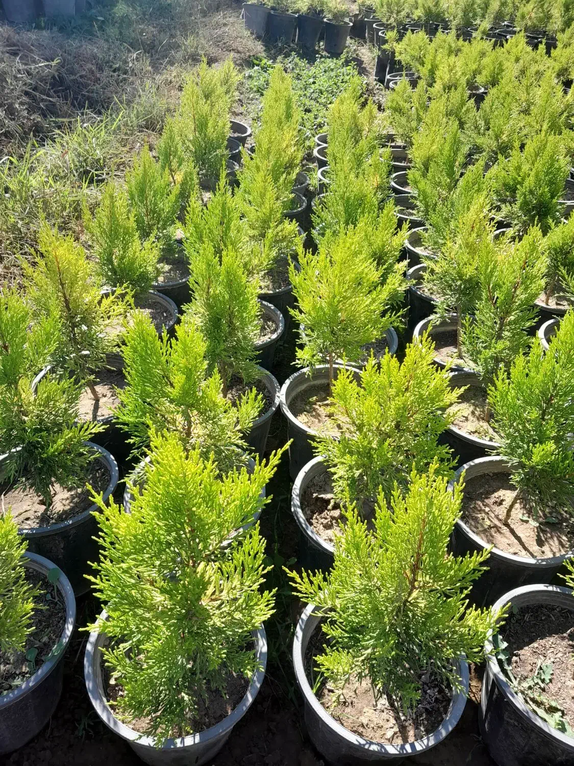 فروش عمده نهال کاج لاوسون|خدمات باغبانی و درختکاری|مرزنآباد, |دیوار