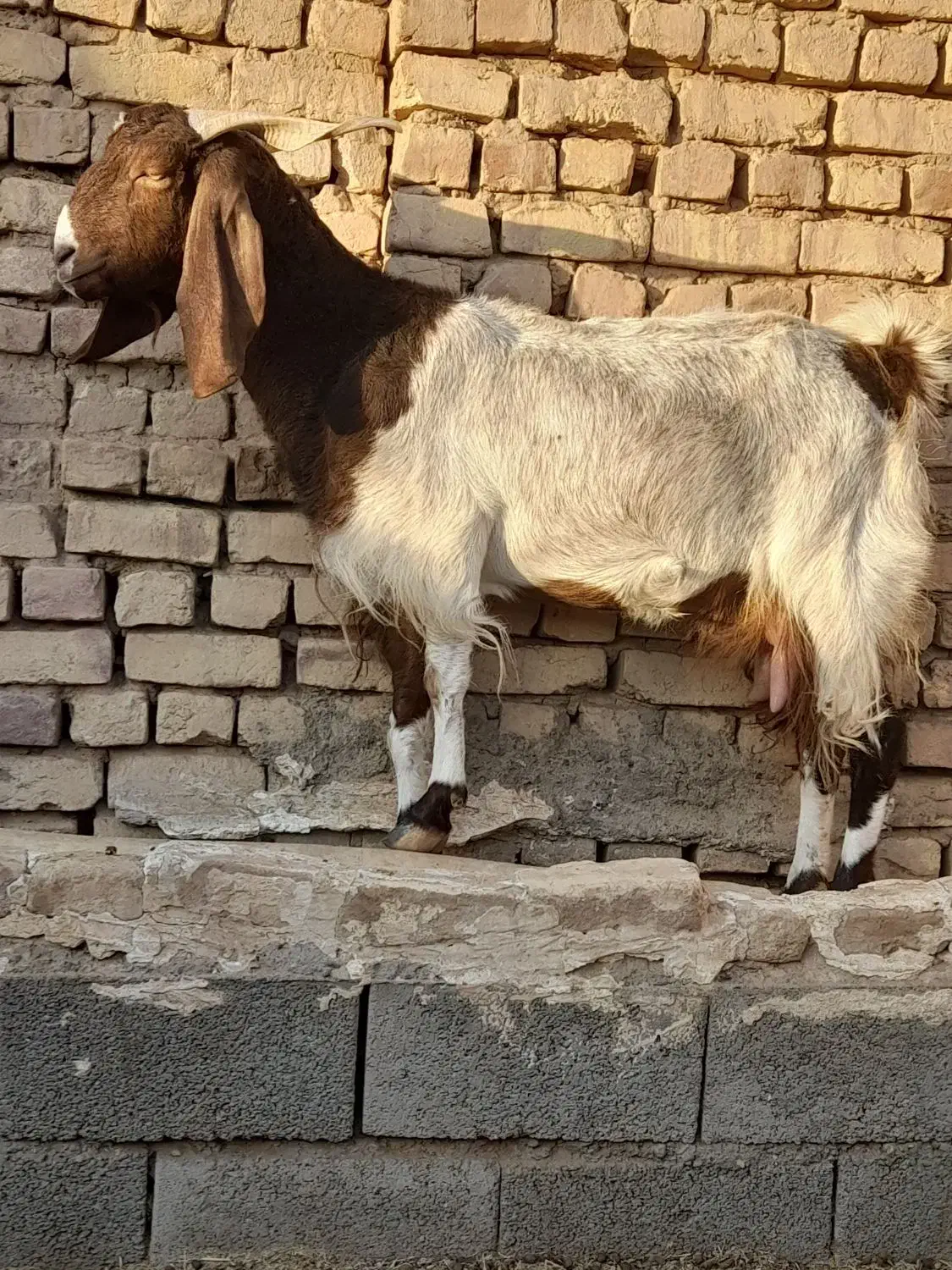 بز شیرا فروشی|حیوانات مزرعه|بردسکن, |دیوار