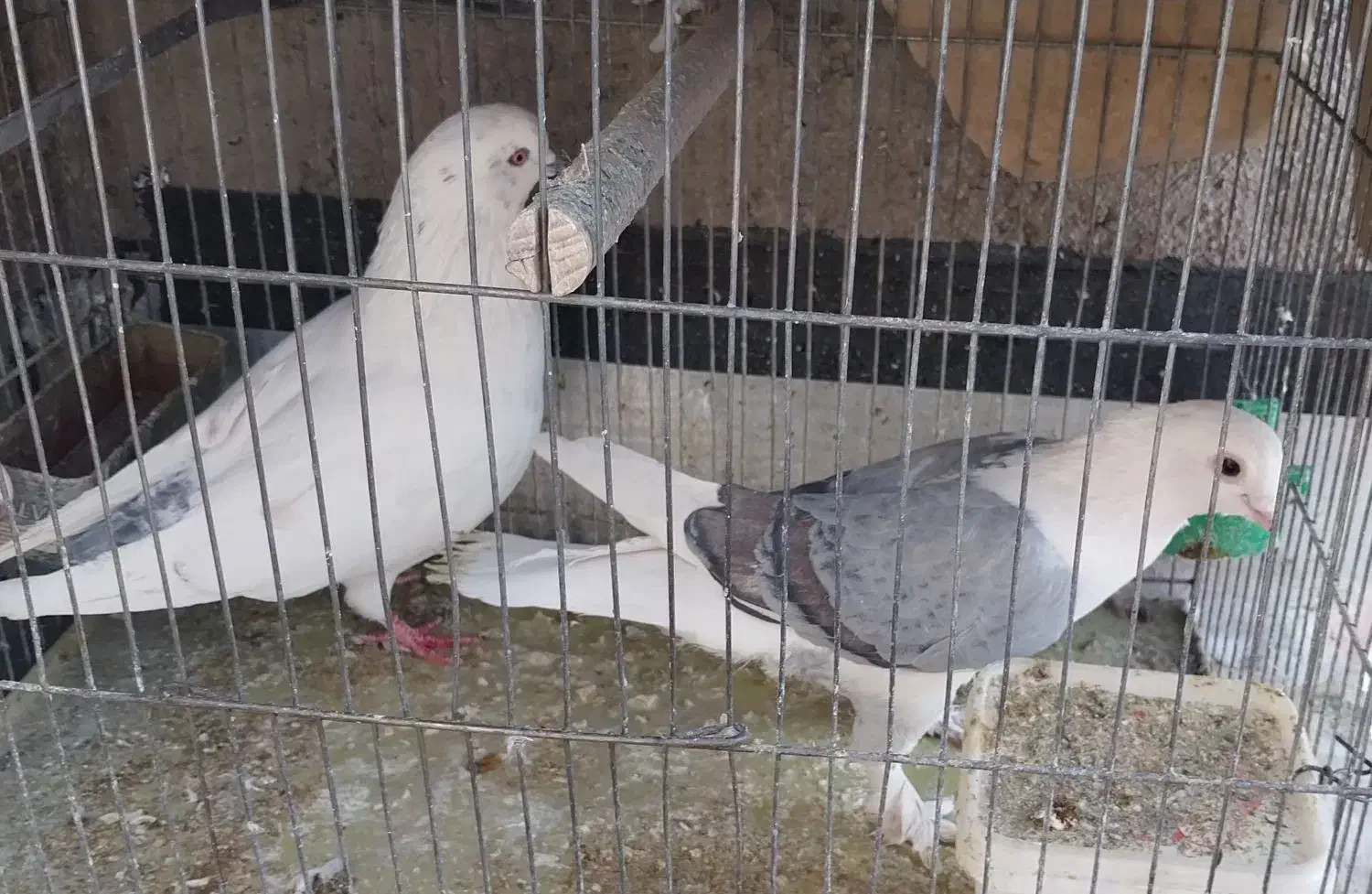 فروش 5 عدد کبوتر نرو ماده|پرنده|محلات, |دیوار
