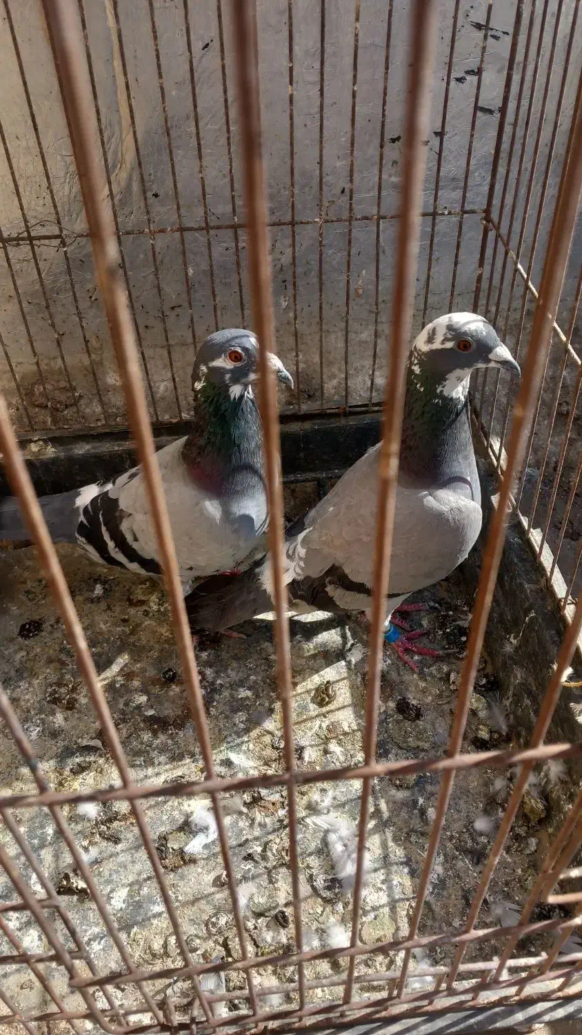 چند جفت مسافتی فروشی|پرنده|چابهار, |دیوار