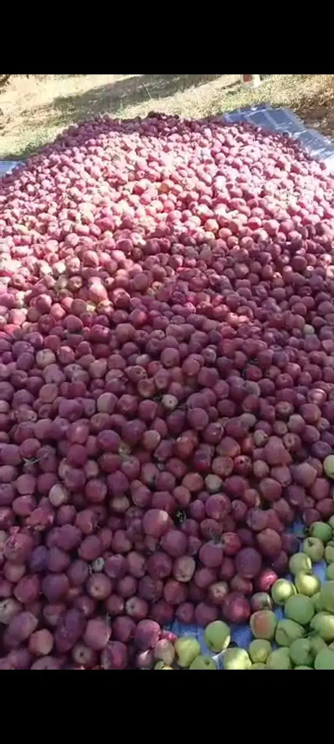 سیب قرمز|خوردنی و آشامیدنی|سیلوانه, |دیوار