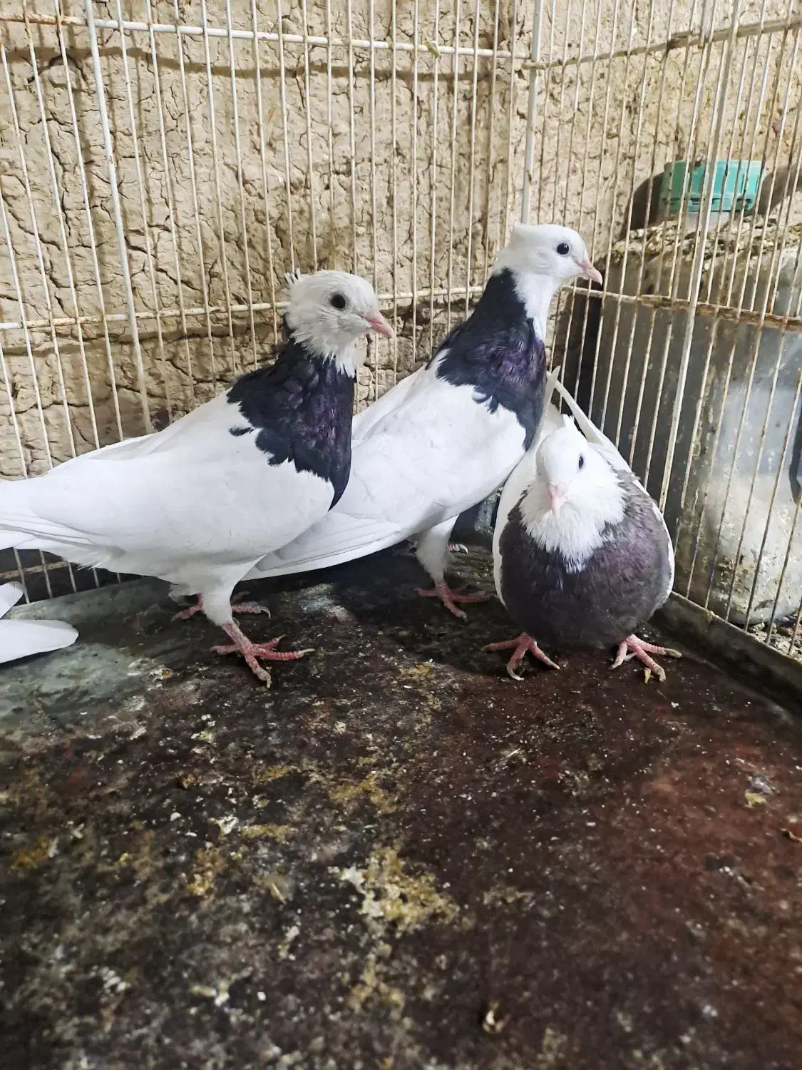 فروش کبوتر|پرنده|شیراز, آبیاری|دیوار