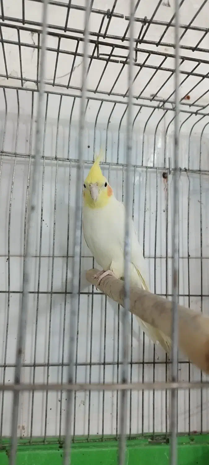 عروس هلندی لوتینو نر مرغ مینا|پرنده|اهواز, گلستان|دیوار