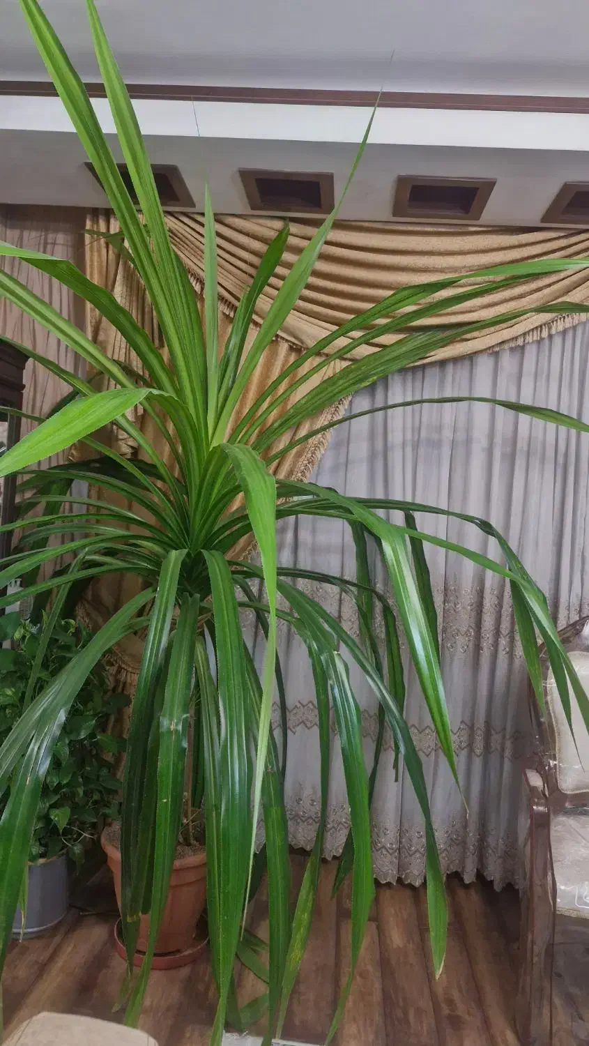 گل پاندانوس خیلی بزرگ|گل و گیاه طبیعی|اصفهان, باغ دریاچه|دیوار