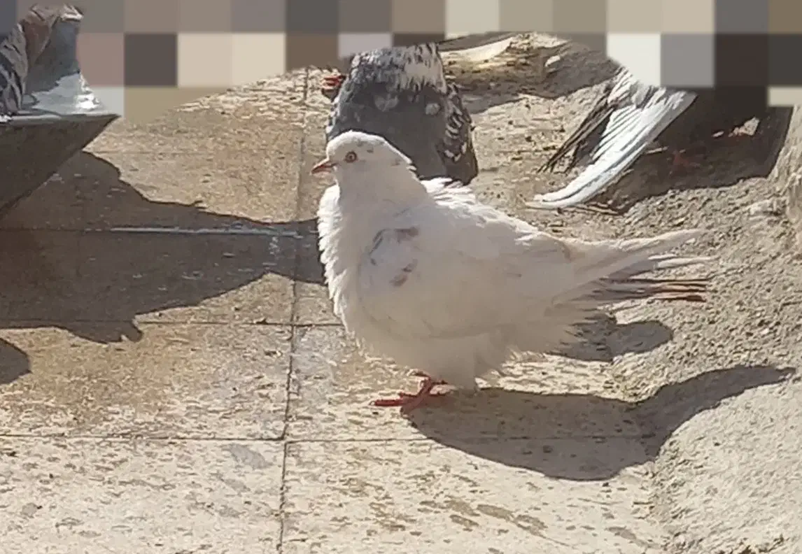 کفتر گمشده|حیوانات|قم, شهرک امام حسین|دیوار