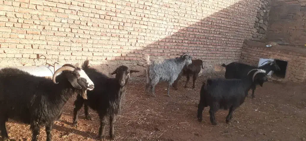 بز داشتی|حیوانات مزرعه|ماکو, |دیوار