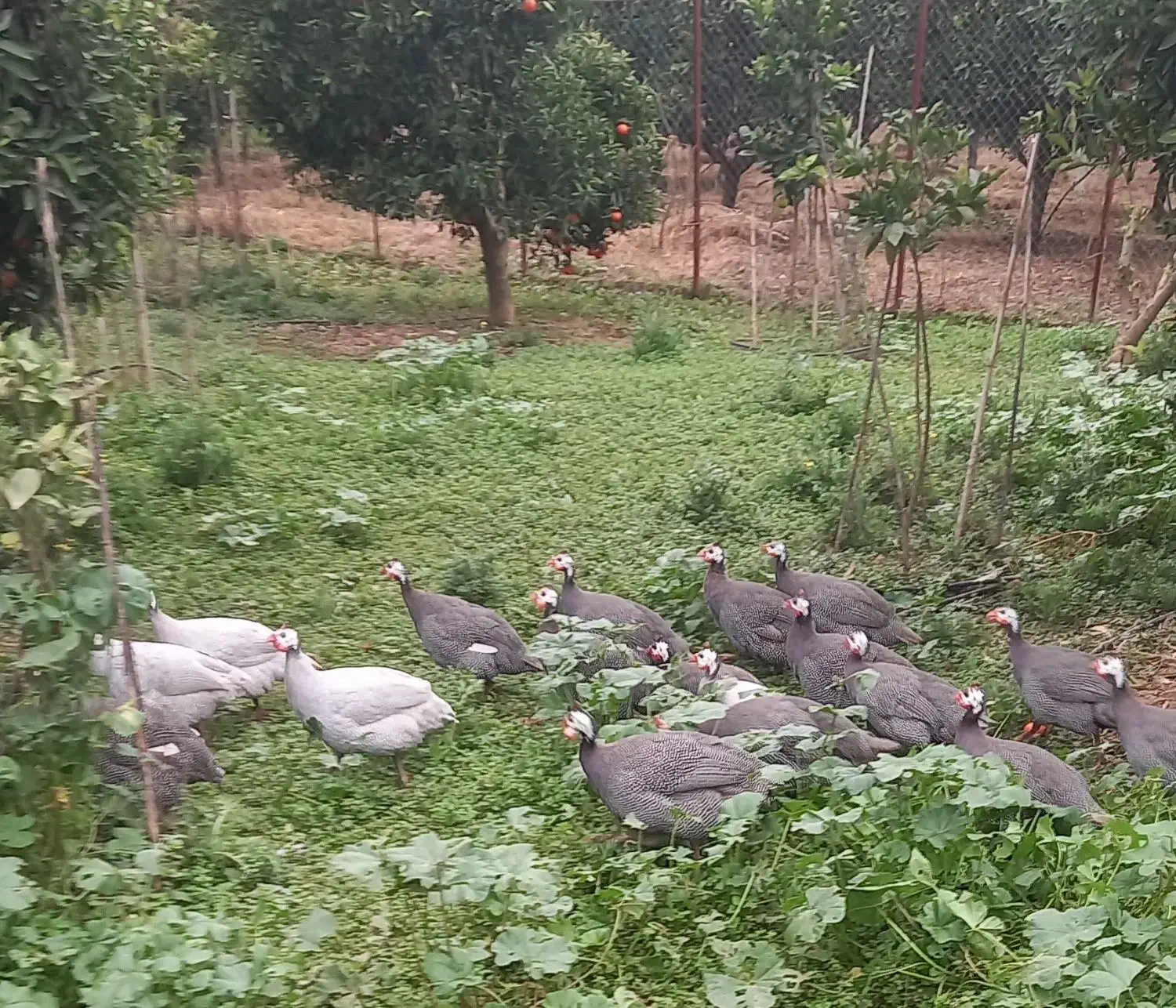 مرغ شاخدار|حیوانات مزرعه|قائم‌شهر, |دیوار