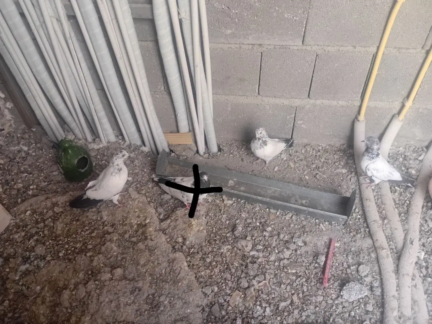 کفتر کله دم سبز|پرنده|کرج, کوی مهر|دیوار