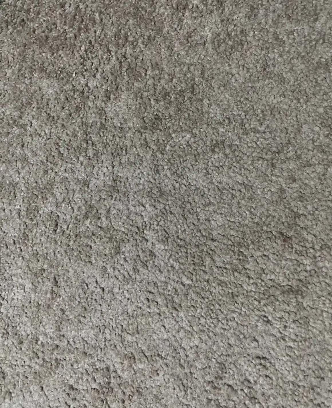 پالاز موکت|موکت|بندر امام خمینی, |دیوار