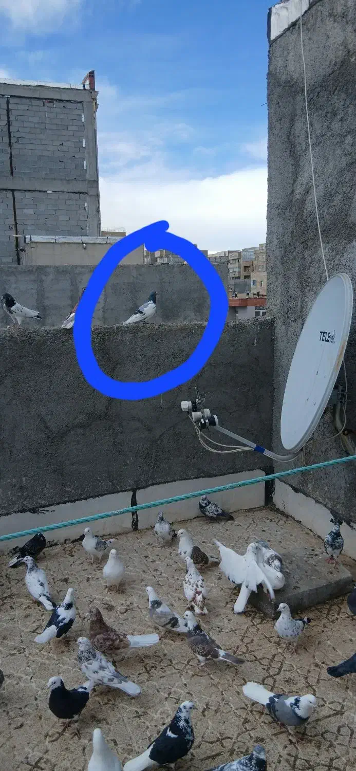 کبوتر|پرنده|اردبیل, |دیوار