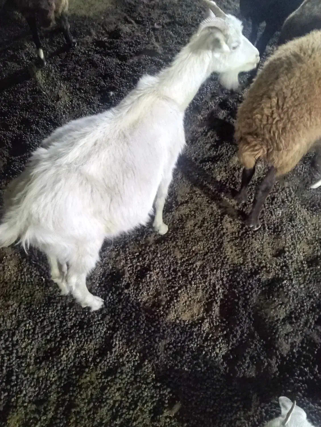 بز سانن جوان|حیوانات مزرعه|آبیک, |دیوار