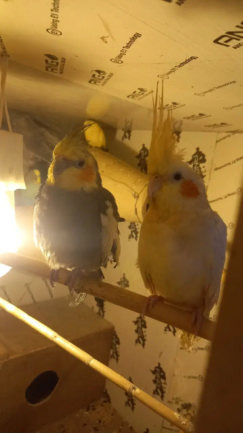 1400|پرنده|علی‌آباد کتول, |دیوار