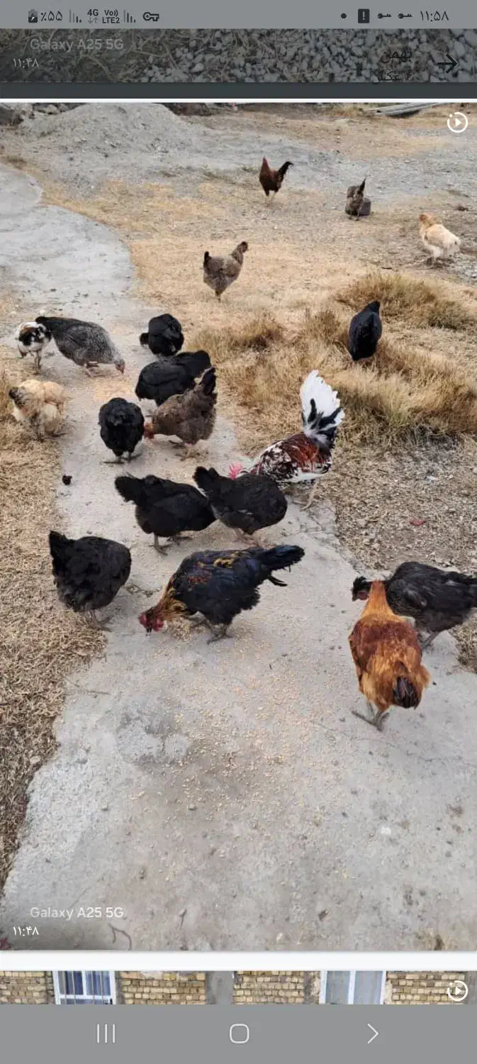 حیوانات‌خانگی|حیوانات مزرعه|سیلاخور, |دیوار