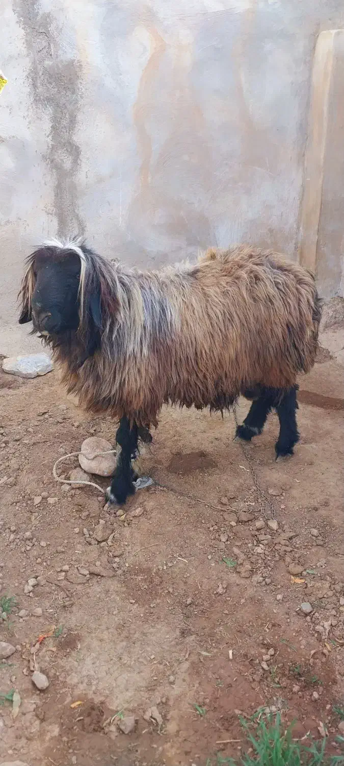 شیشک قوچ|حیوانات مزرعه|خانمیرزا, |دیوار