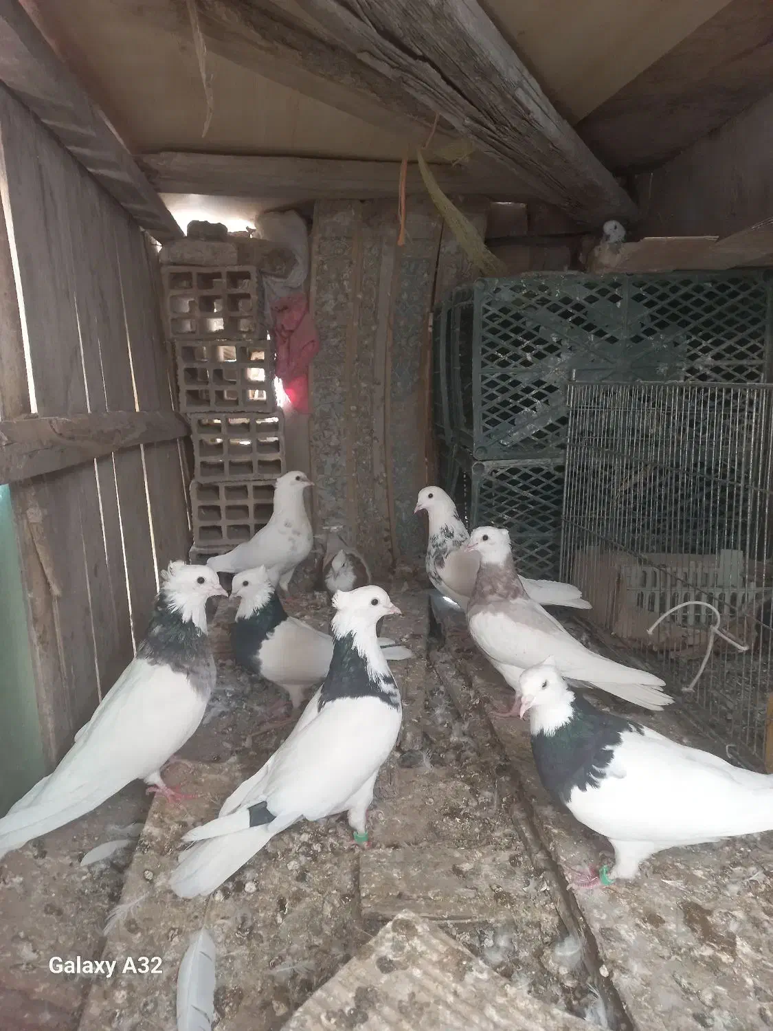 کفتر|پرنده|قم, باجک یک|دیوار