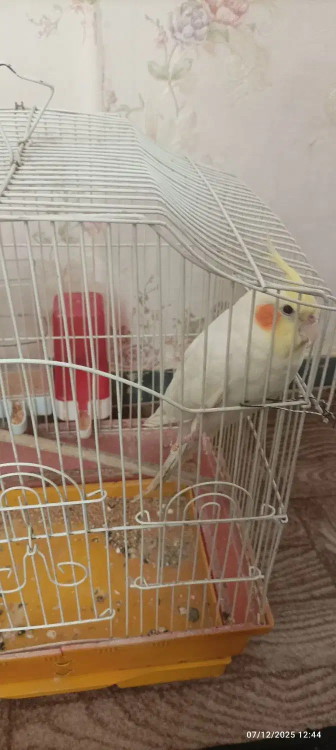 پرنده|پرنده|بندر امام خمینی, |دیوار