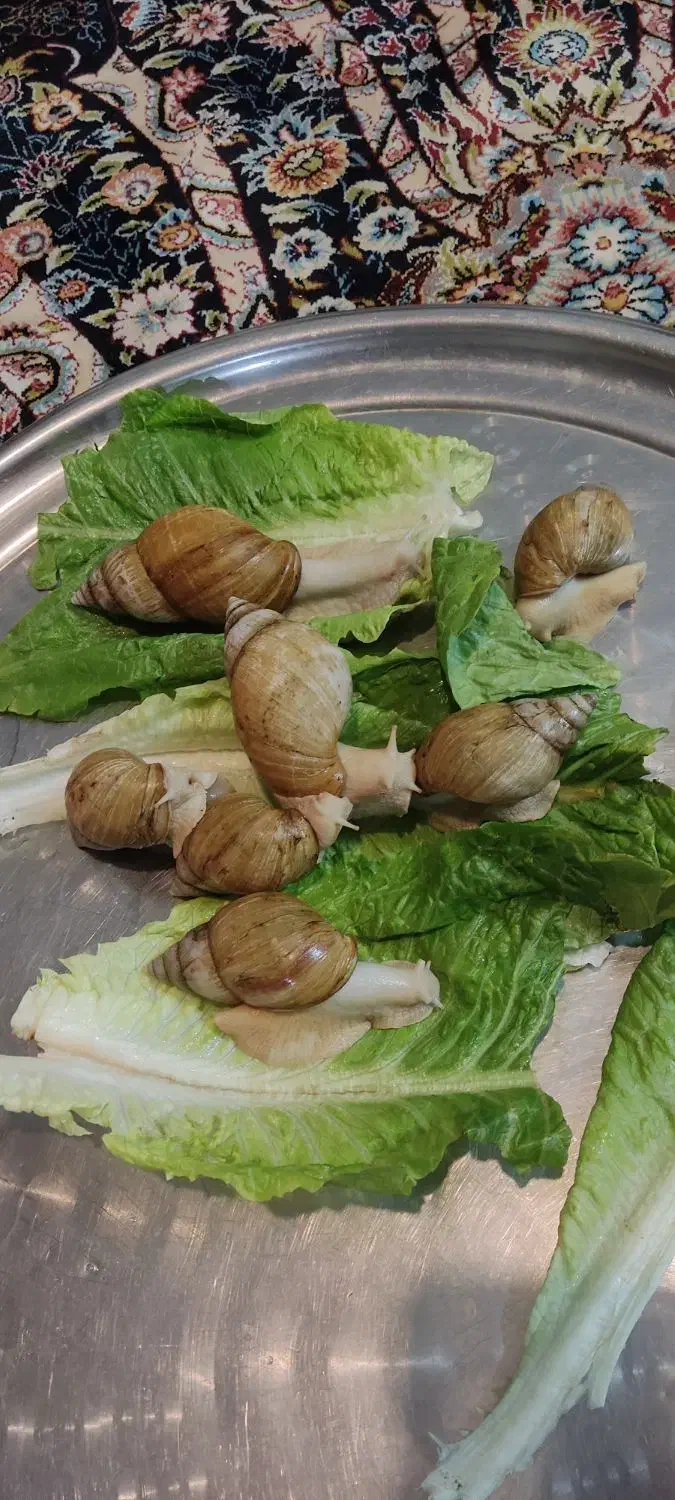 حلزون|خزنده|سبزوار, فرهنگیان|دیوار