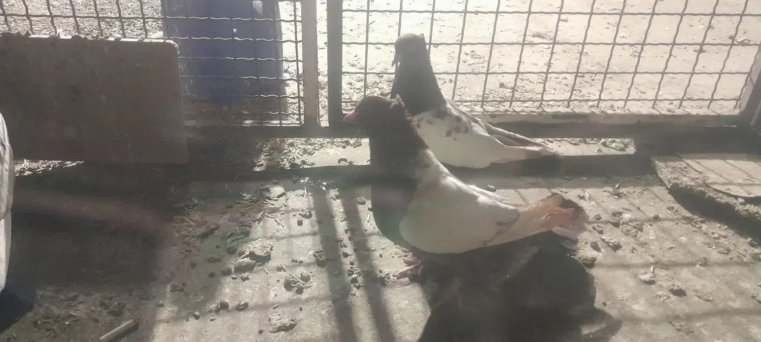 کبوتر سینه ای|پرنده|اصفهان, دانشگاه افسری امیرالمومنین|دیوار