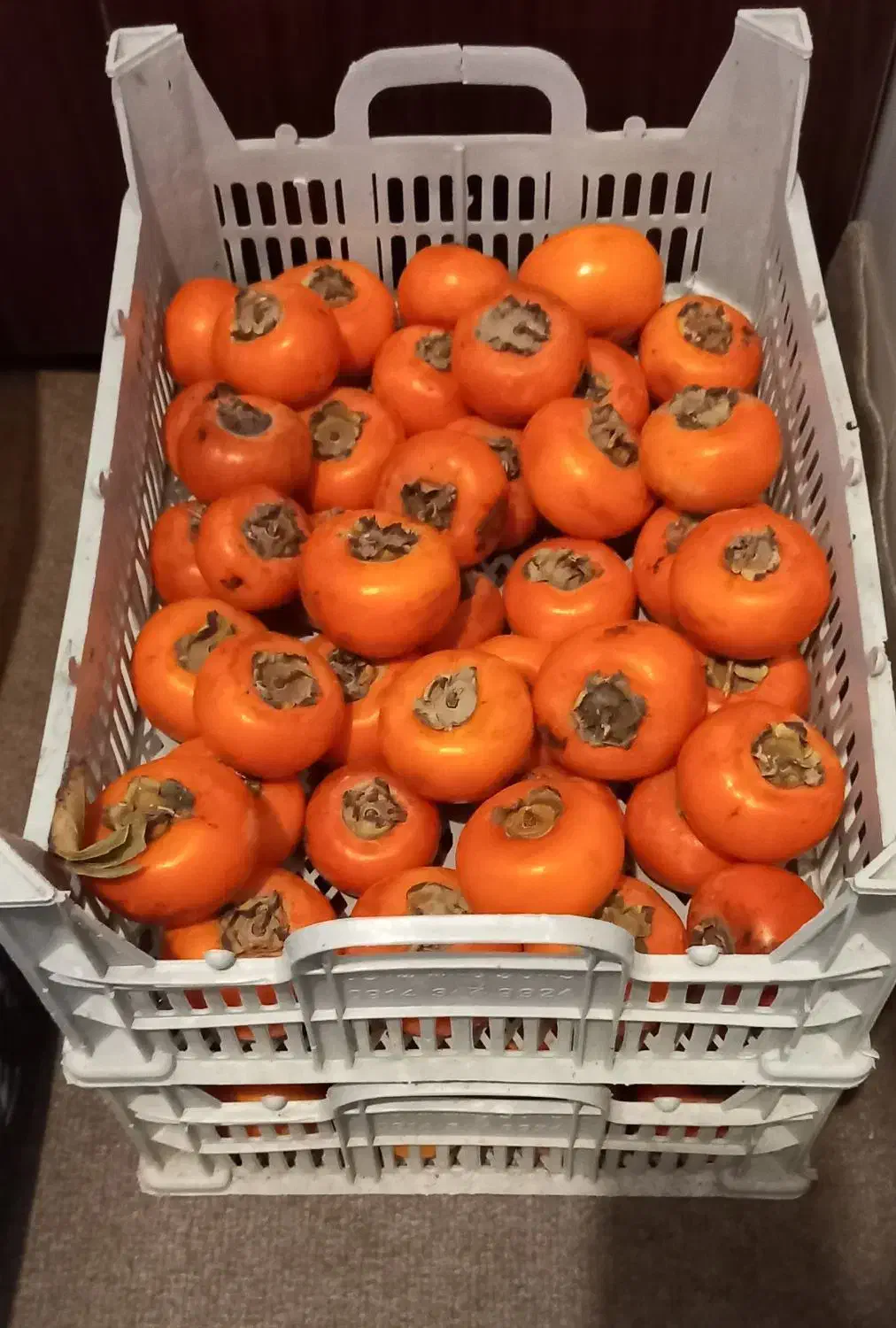 خرمالو|خوردنی و آشامیدنی|اردبیل, |دیوار