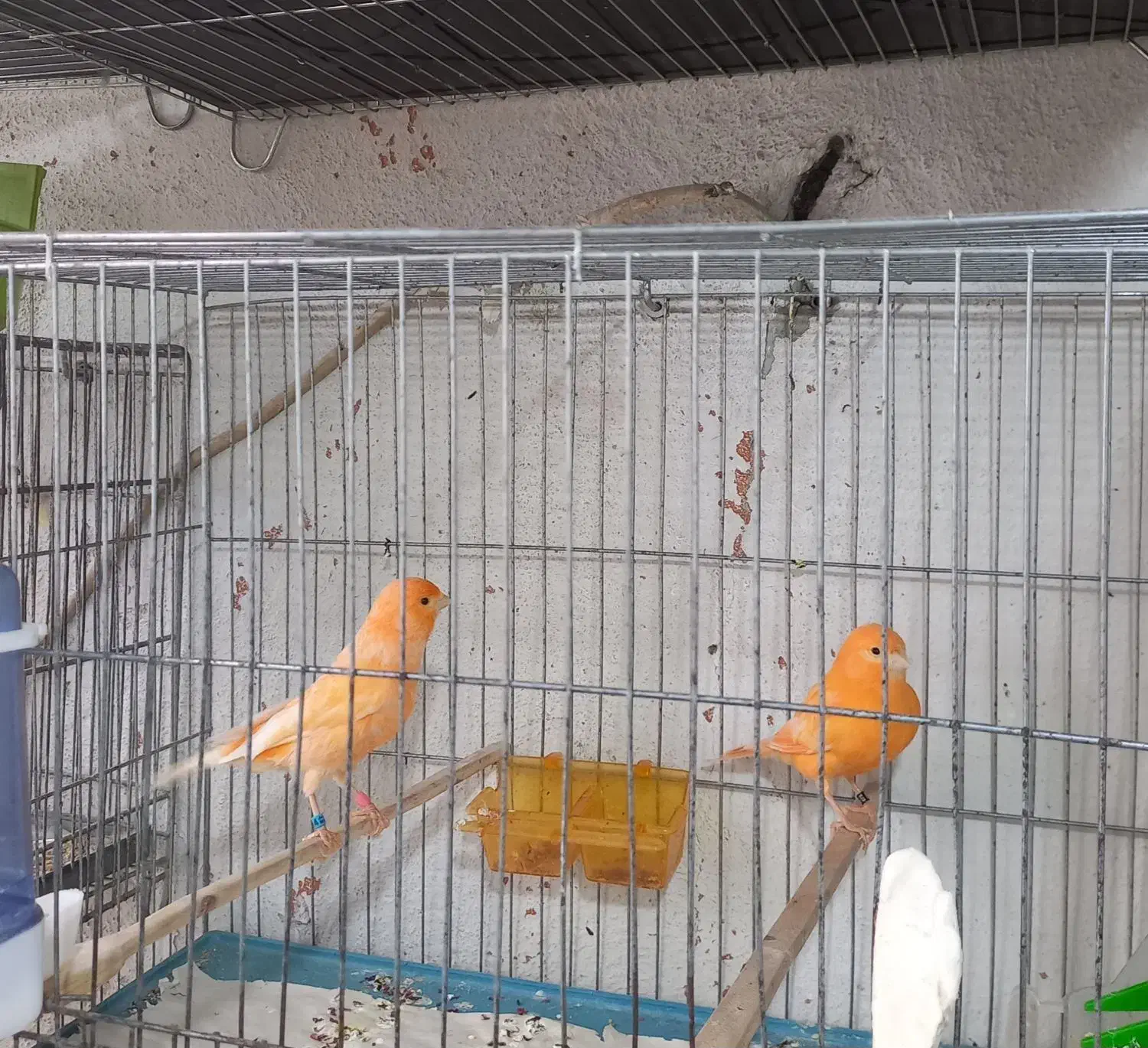 قناری|پرنده|اسلامشهر, مسکن مهر اسلاشهر (شهرک امام خمینی)|دیوار